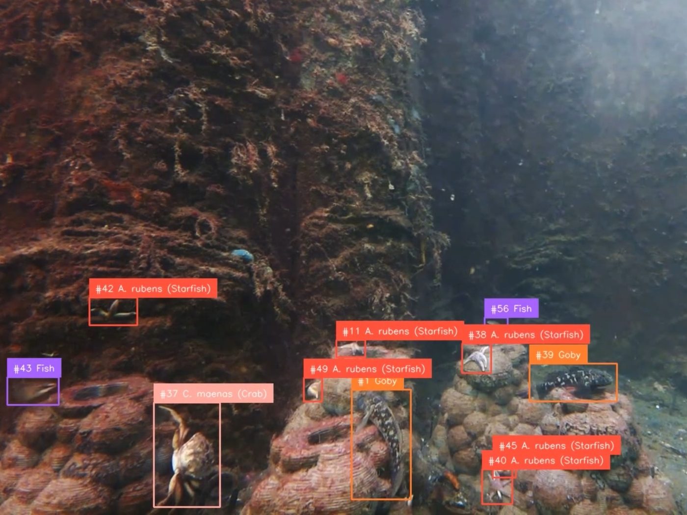The same frame with AnemoAI's detections: every animal boxed, with a track number and a species name