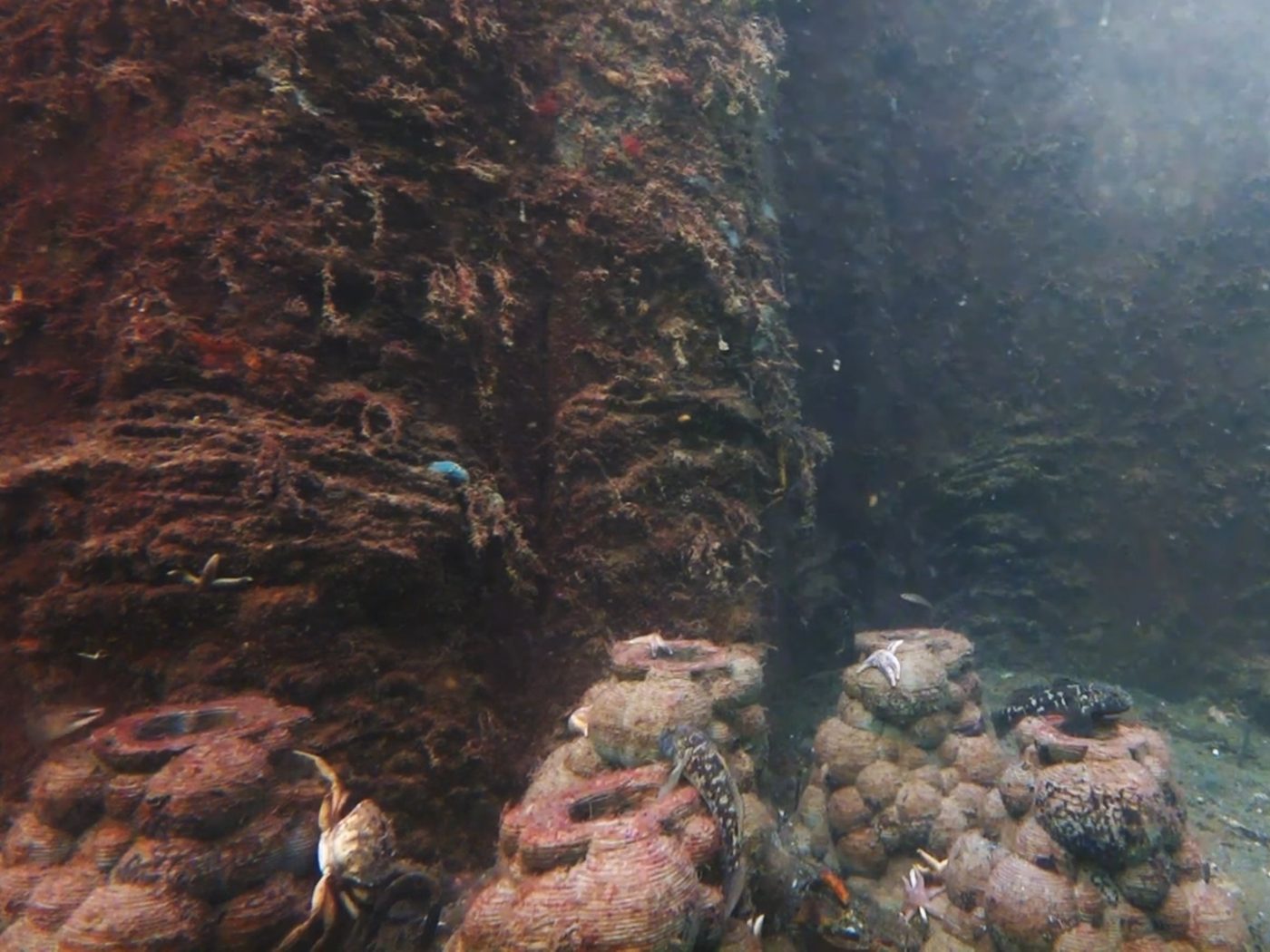 A frame filmed by day: starfish, a shore crab, gobies and fish on stacked reef units at the foot of an overgrown pillar