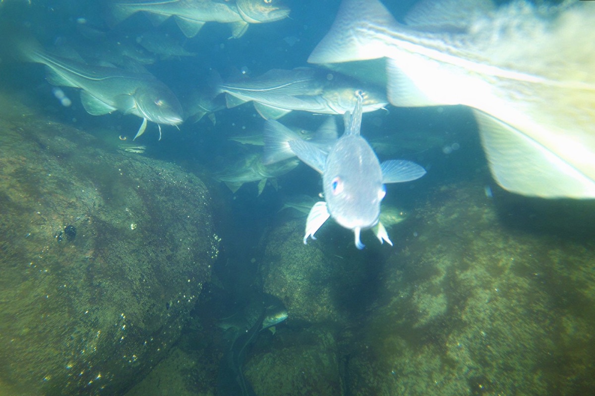 A school of cod over the Nordhavn stone reef, Copenhagen