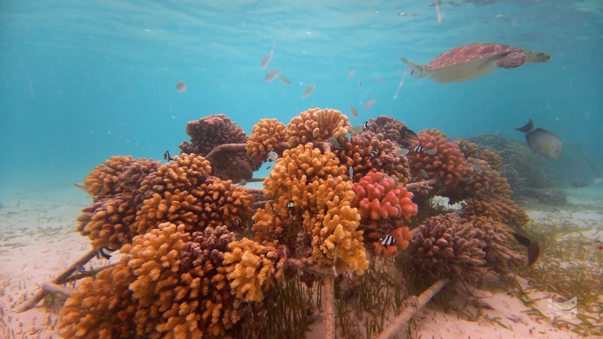 Coral growing on artificial reef frames, a turtle swimming above, Van Oord Ocean Health, Maldives